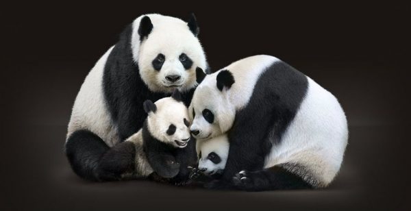 Visit the giant Pandas at Calgary zoo